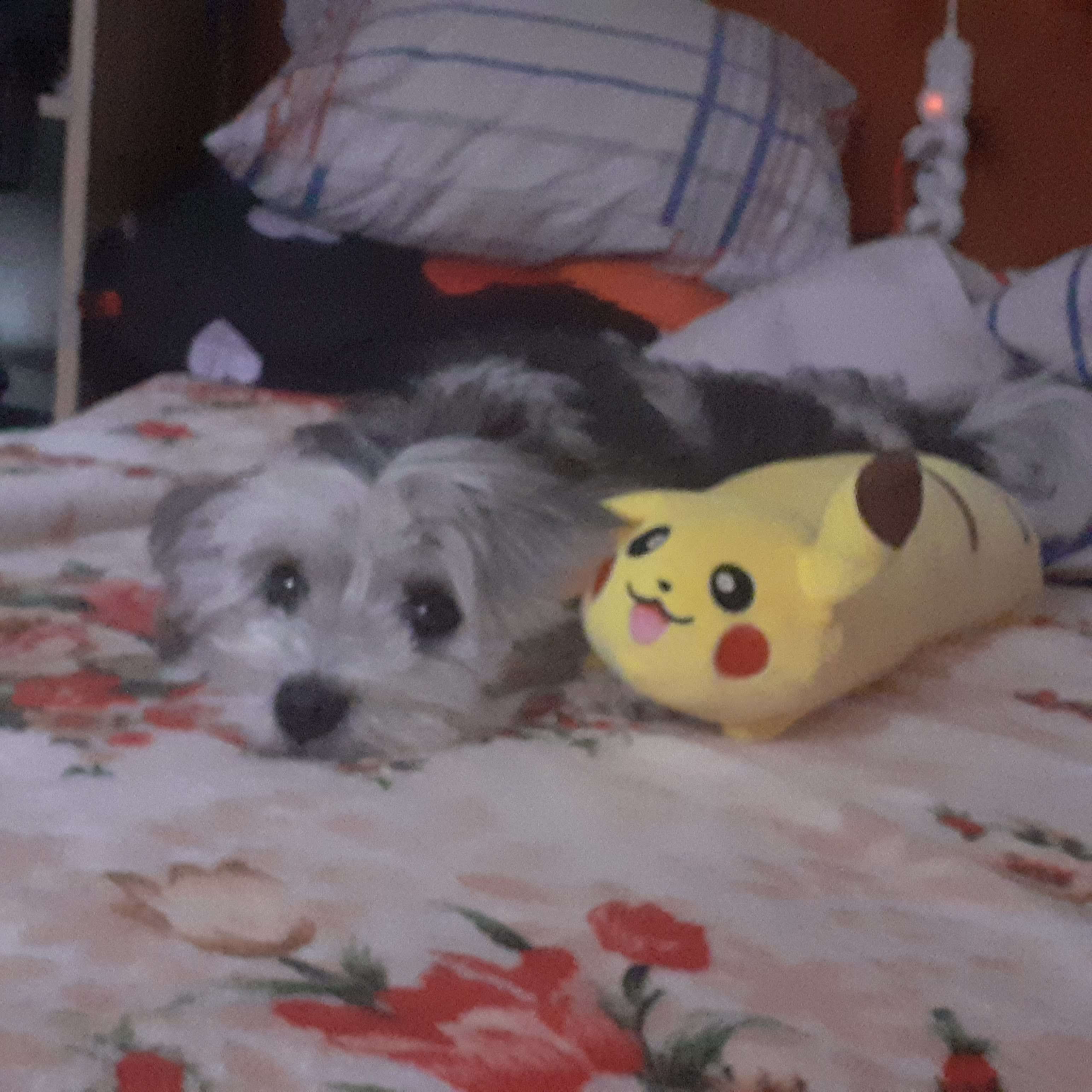 pika