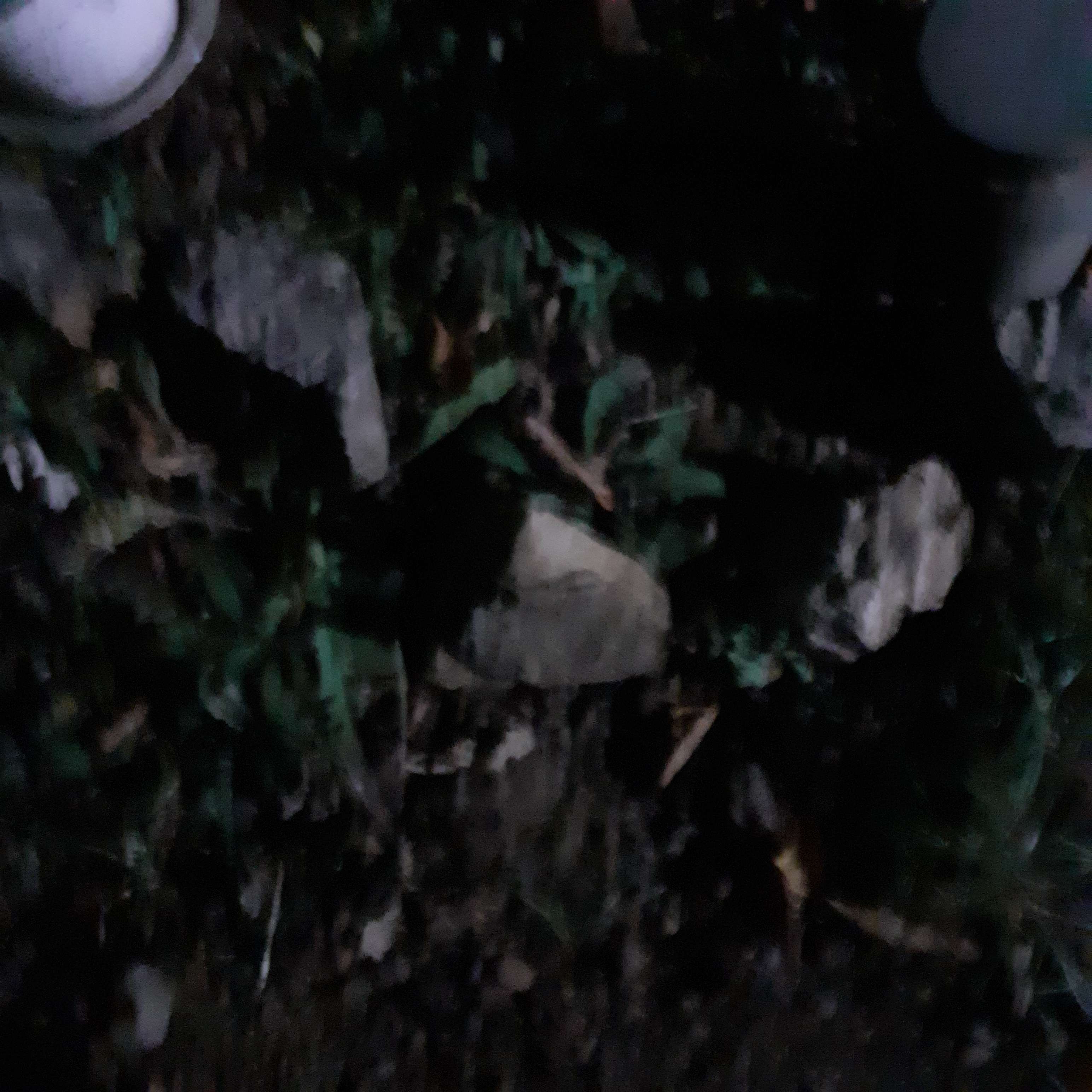 rocks