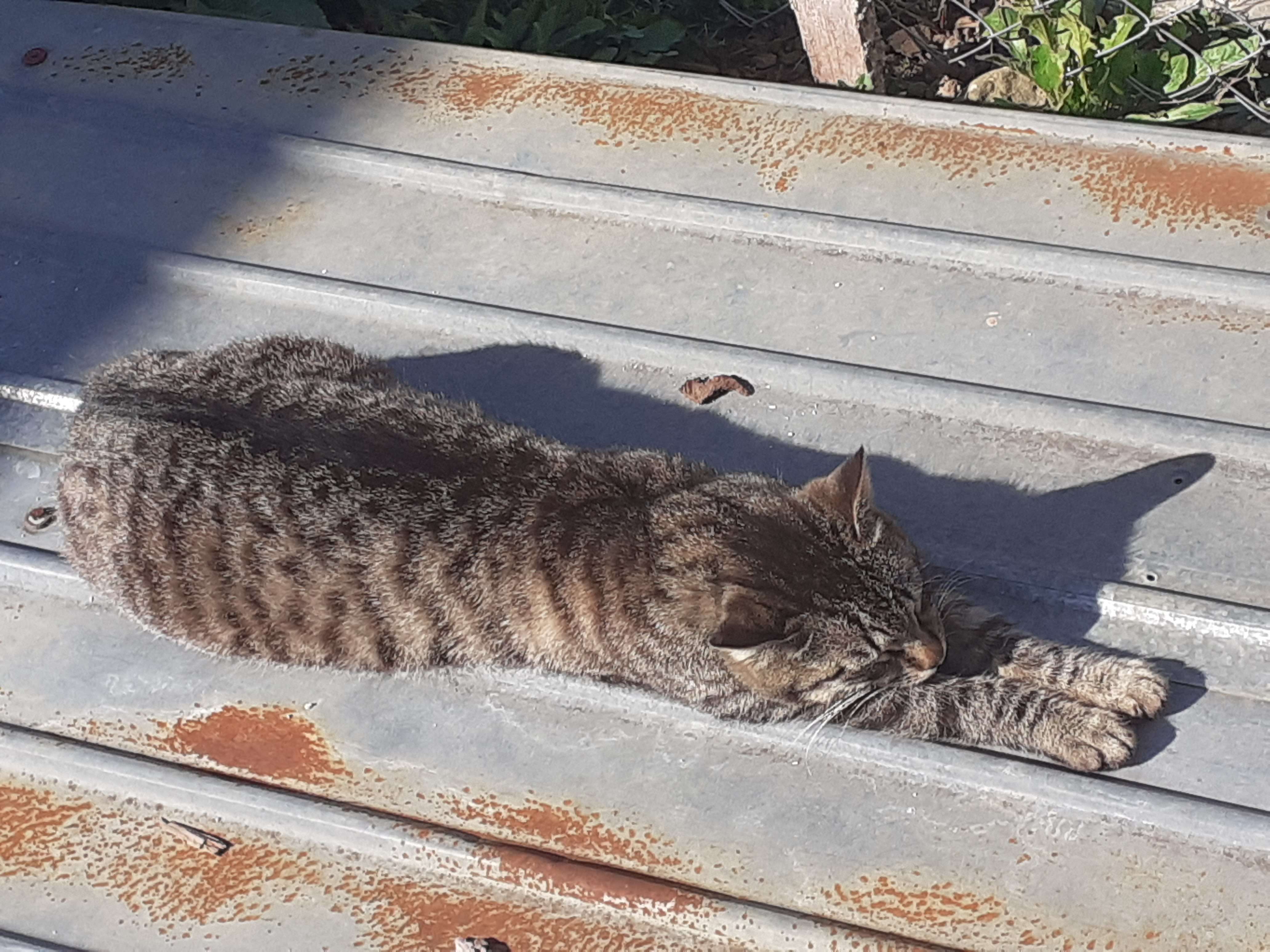 schleepy